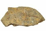 Dinosaur (Triceratops) Frill Shield Section - Montana #330190-1